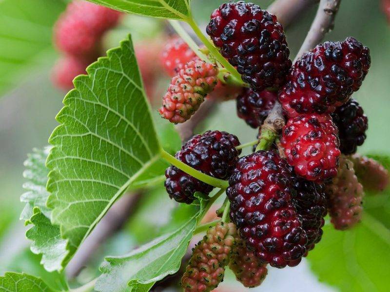 Шелковица купить саженцы из питомнике в Хасавюрте