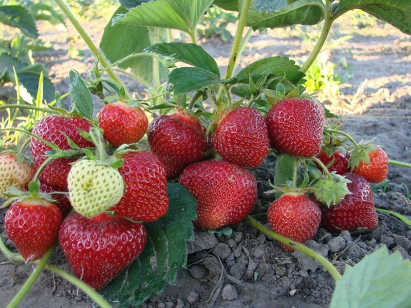 Клубника купить саженцы из питомника в Хасавюрте