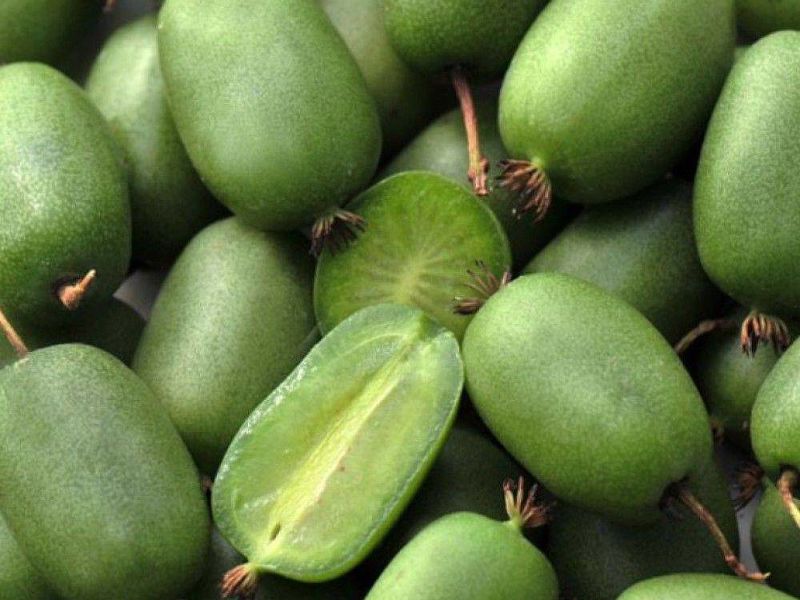 Актинидия купить саженцы из питомнике в Хасавюрте