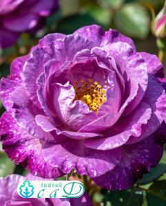Роза "БЛАУВЕСТАД"