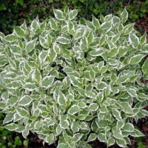 Дерен "КАРАНТУС" (стакан Р9)