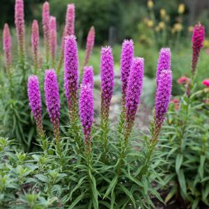 Лиатрис колосковый Флористан Виолет клубни