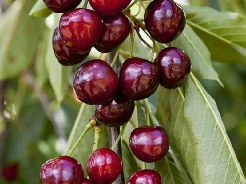 Черешня колоновидная "СИЛЬВИЯ"